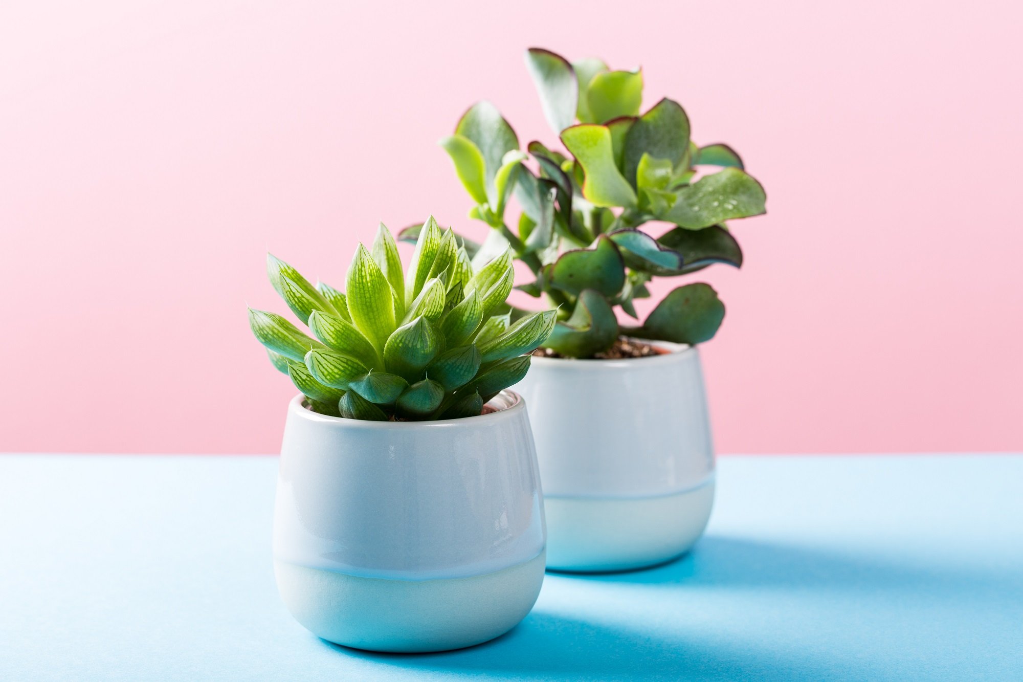 Indoor plant succulent plant in pot
