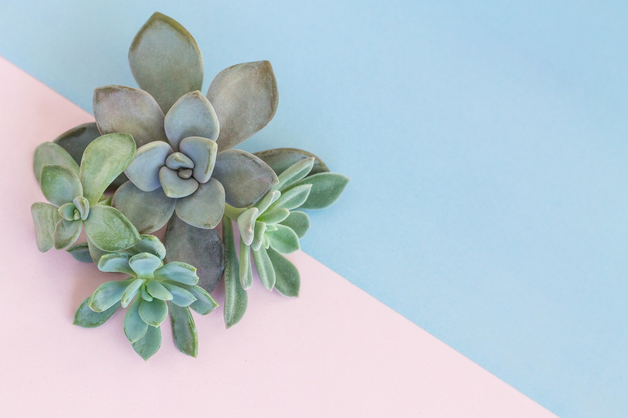 Top view arrangement of various succulents, stone rose, echeveria, pachyveria, on pastel pink and blue background - simple design with copy space